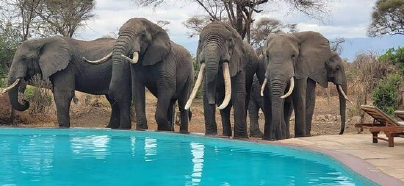 Tarangire Simba Lodge