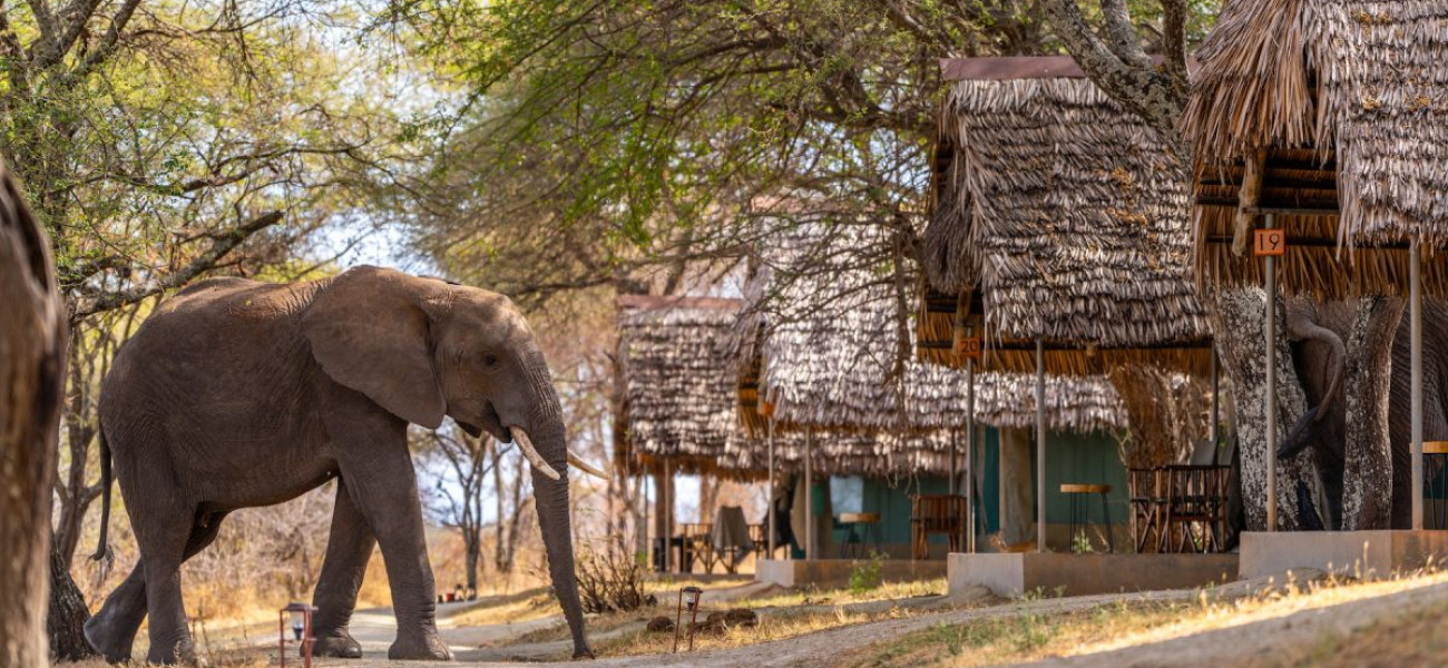 Spacious safari bungalow at Tarangire Safari Lodge with panoramic views of Tarangire National Park