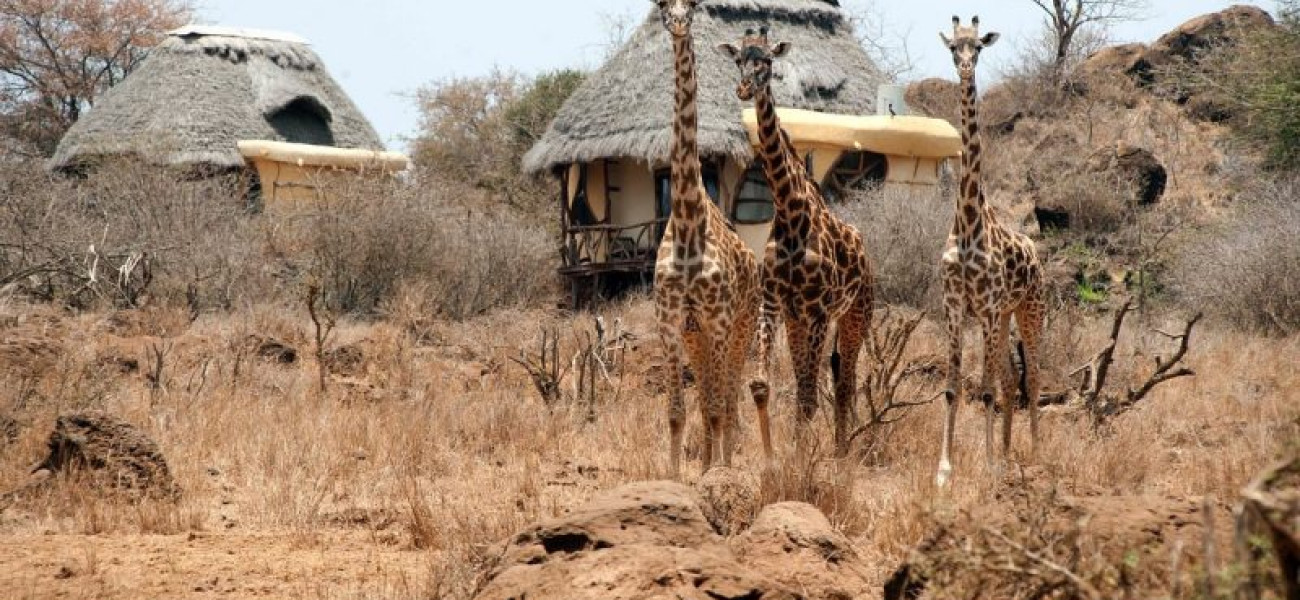Elerai Camp | Amboseli Safari Accommodation