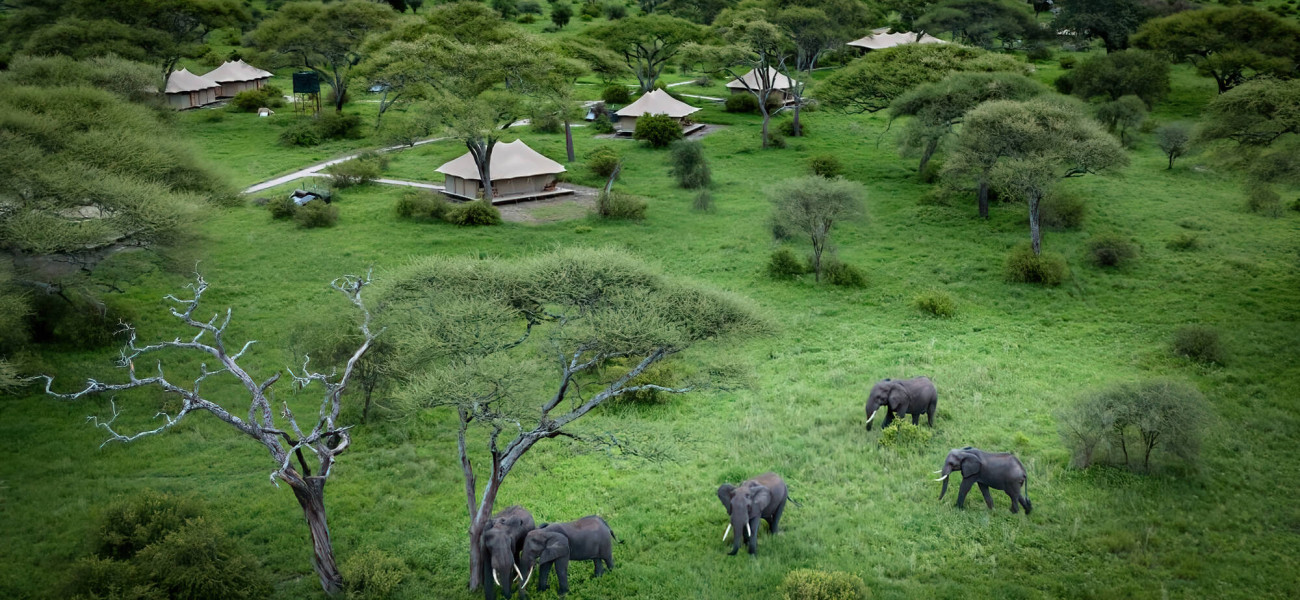 Luxury canvas tents surrounded by ancient baobab trees at Greenland Camp Tarangire.