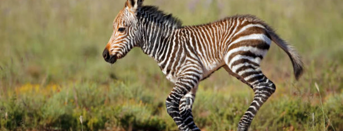 The Ultimate Wildebeest Calving Adventure