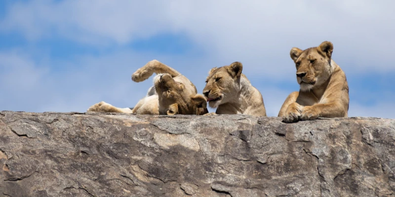 Luxury Safari Experience