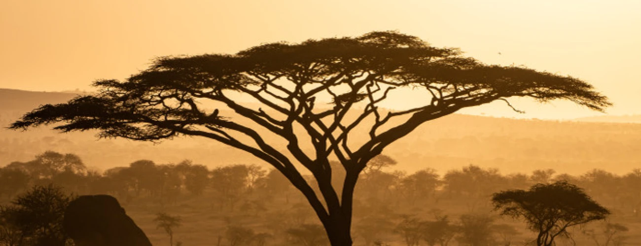 What to Keep in Mind When Planning a Luxury Safari in Tanzania