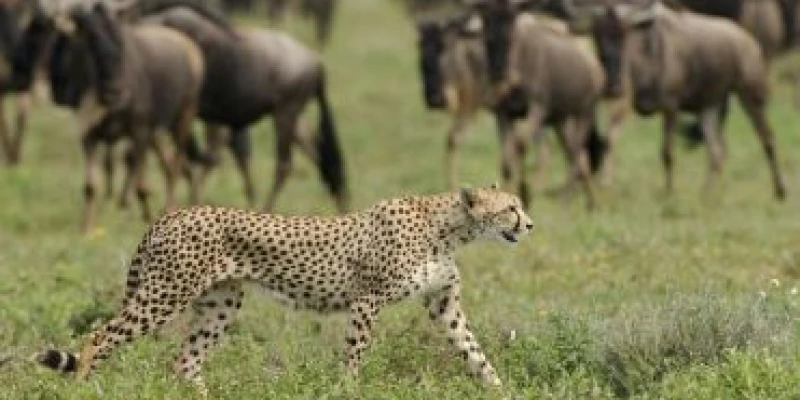 Ndutu Plains