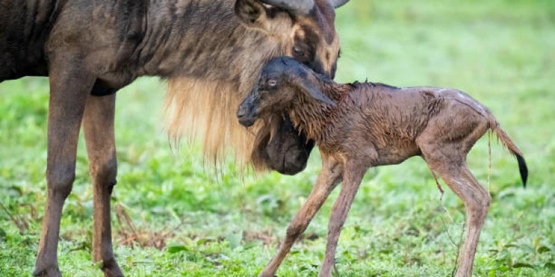 The Vulnerable Newborns
