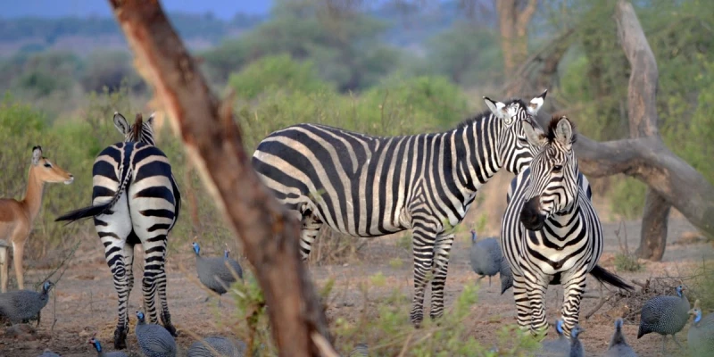 Conservation and Challenges