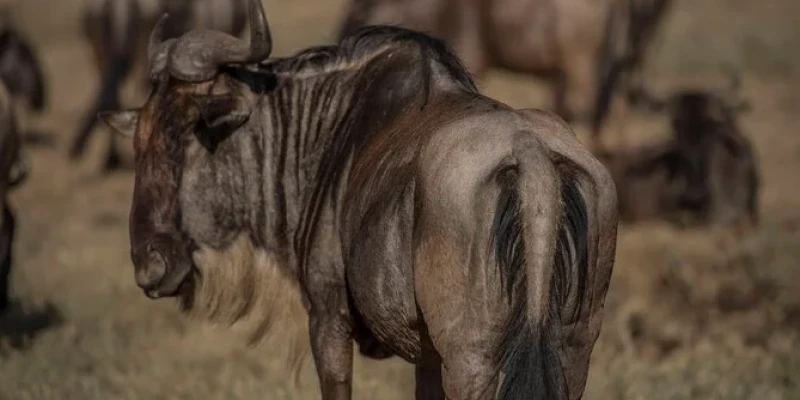Southern Serengeti