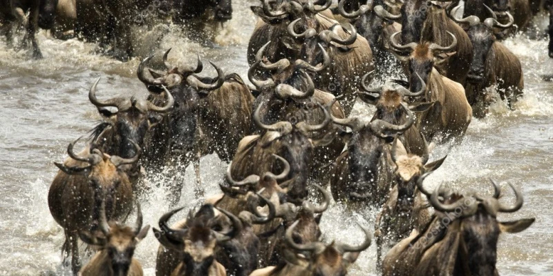 Why Experience the Migration in the Serengeti?