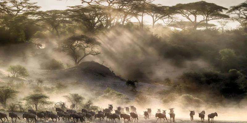 Best Time to See the Migration