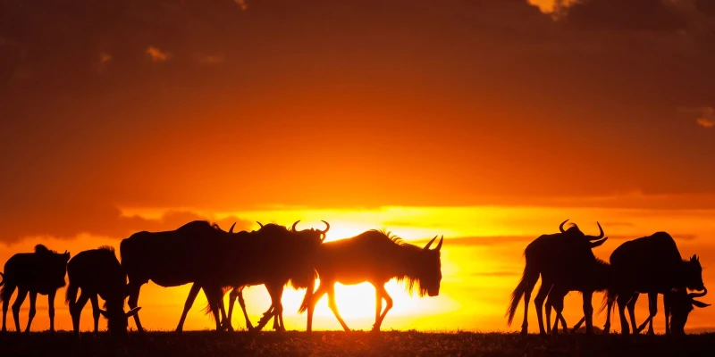 Interesting Facts About the Migration