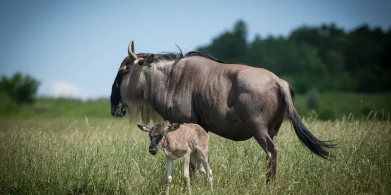2. Experience the Wildebeest Calving Season