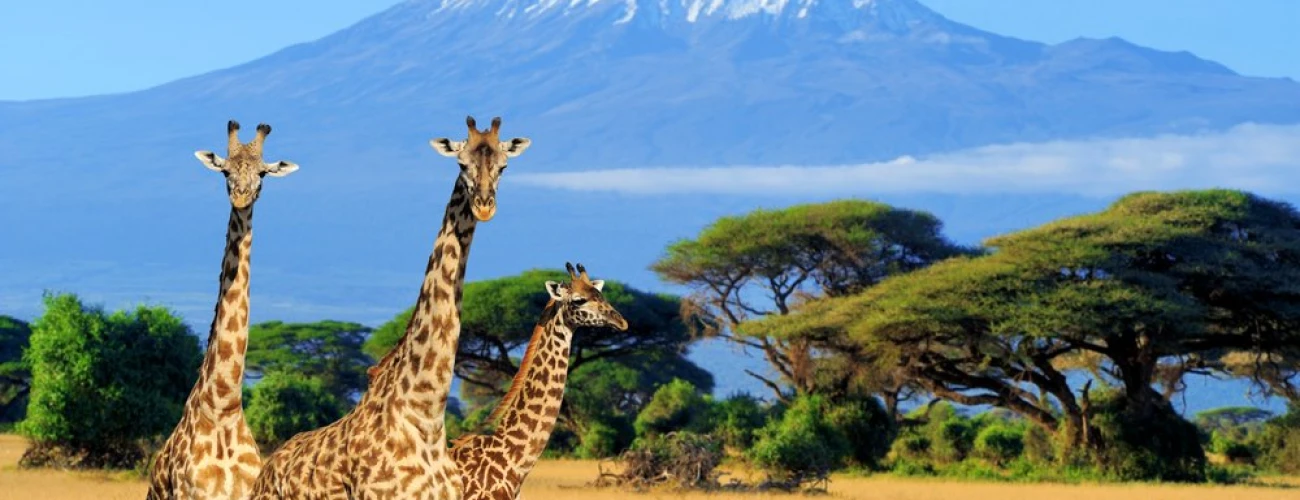 Things to Do in Tanzania During Your Stay