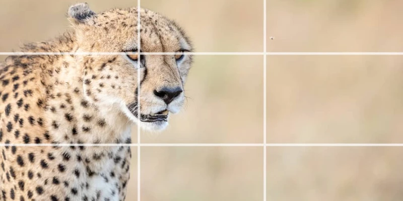 3. Use the Rule of Thirds for Better Safari Photos
