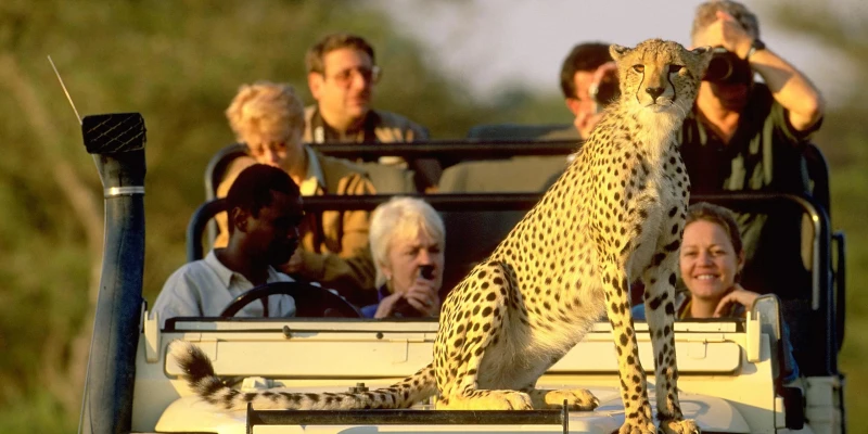 Luxury Safari (approx. $700–$1,500+ per person per day)
