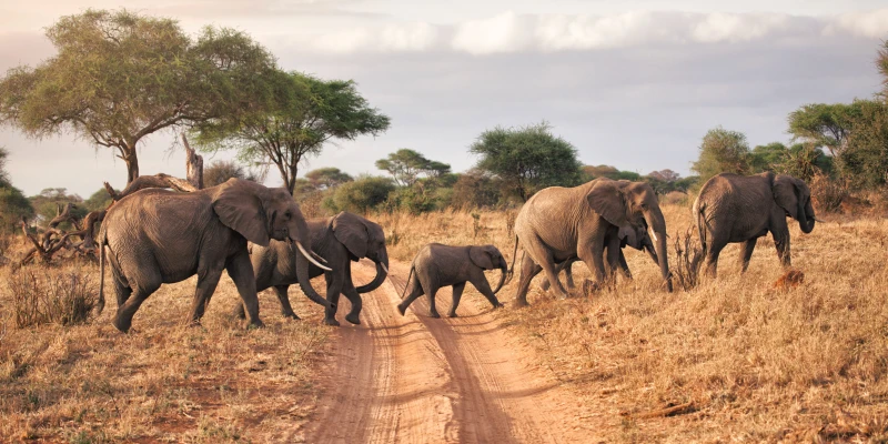 3. Tarangire National Park