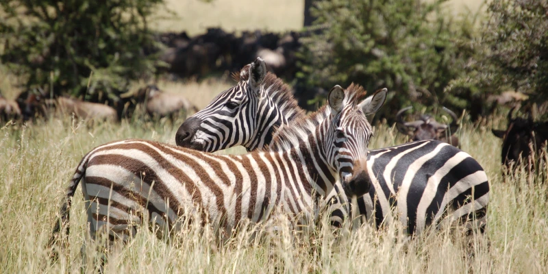 Herbivores