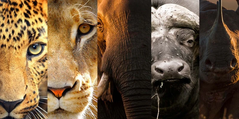 Big Five