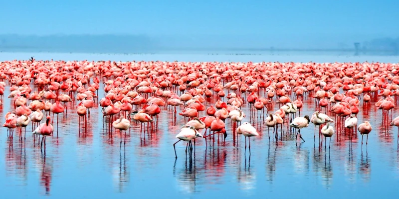 Birdlife