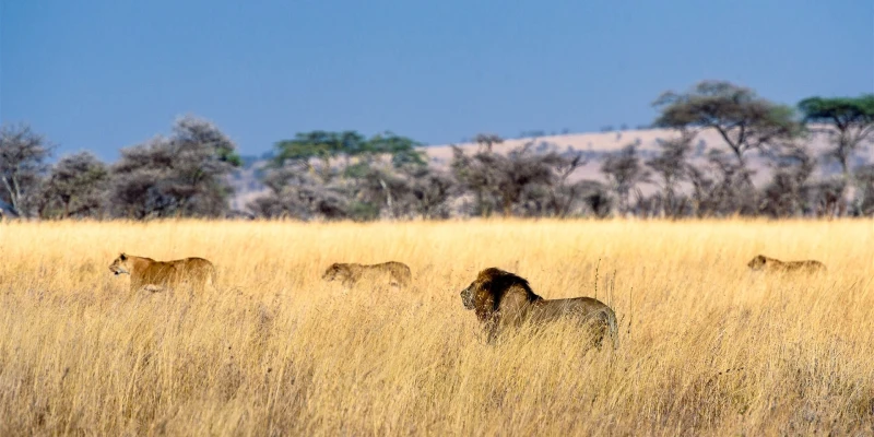 Unique Wildlife