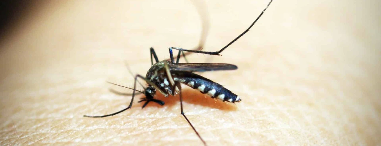 Need Malaria Pills in the Serengeti