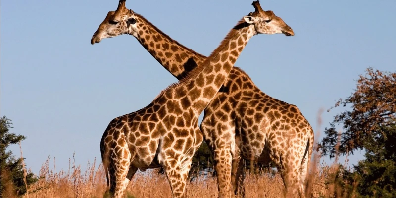 3. Discover Tanzania's Natural Wonders