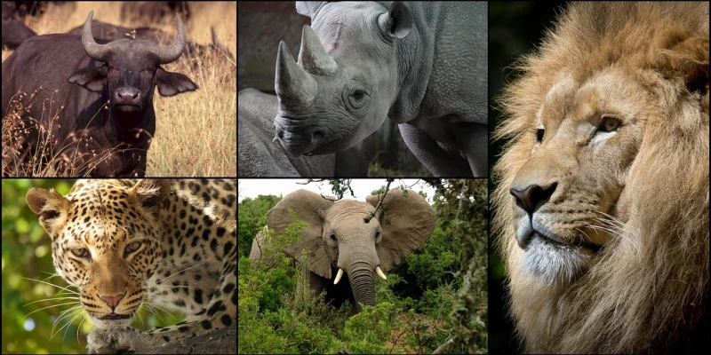 What Are the Big Five?