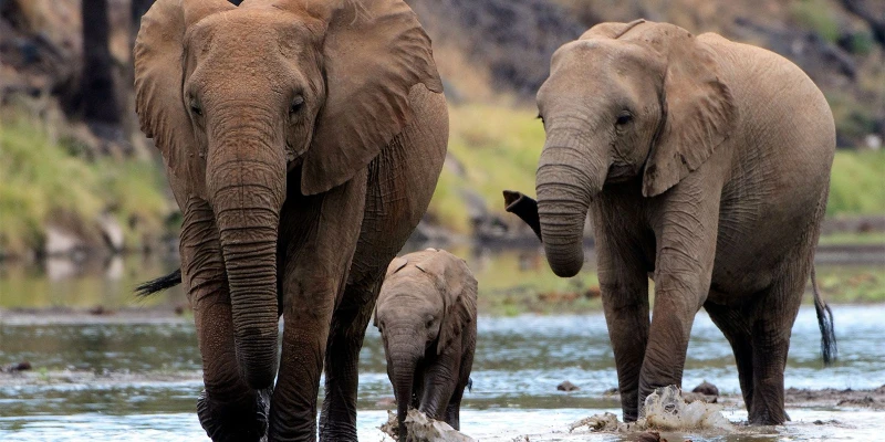 African Elephant