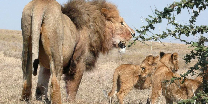 African Lion