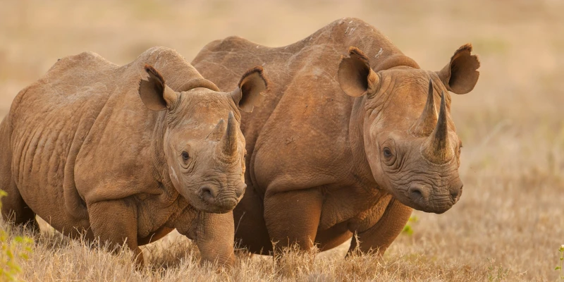 Black Rhinoceros