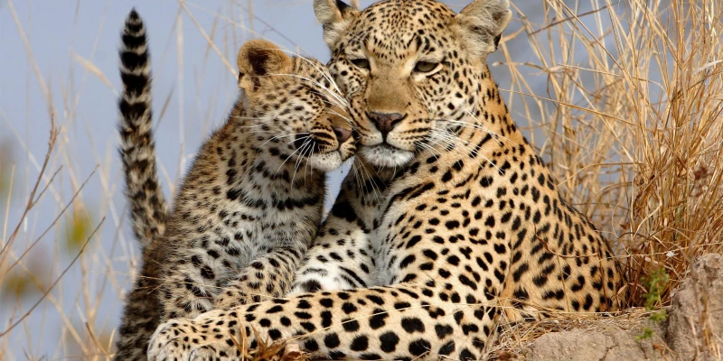 Leopard