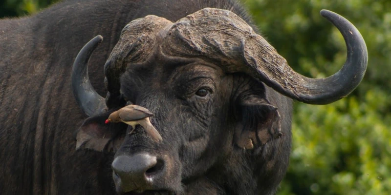 African Buffalo