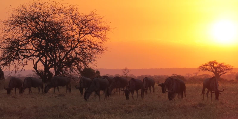 The Safari Huella Sundowner Experience
