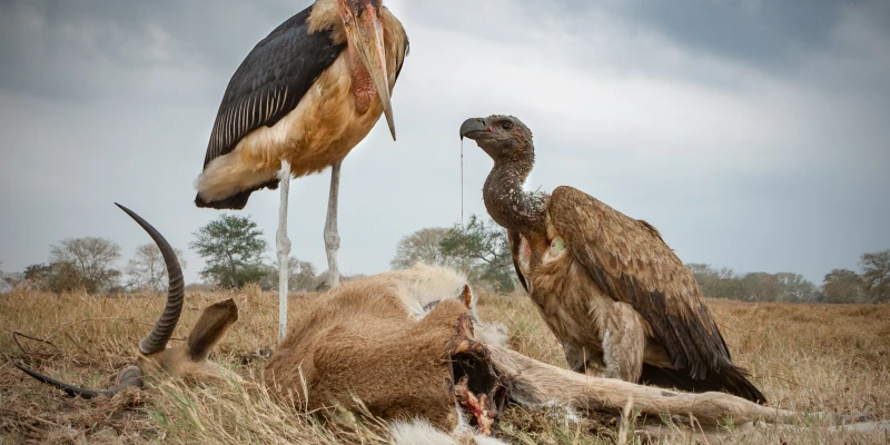 Marabou Storks — The “Undertakers” of the Savanna