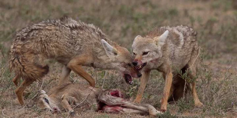 Jackals — Opportunistic Scavengers