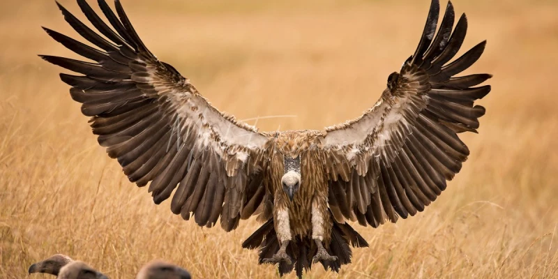Vultures — The Ultimate Carcass Cleaners