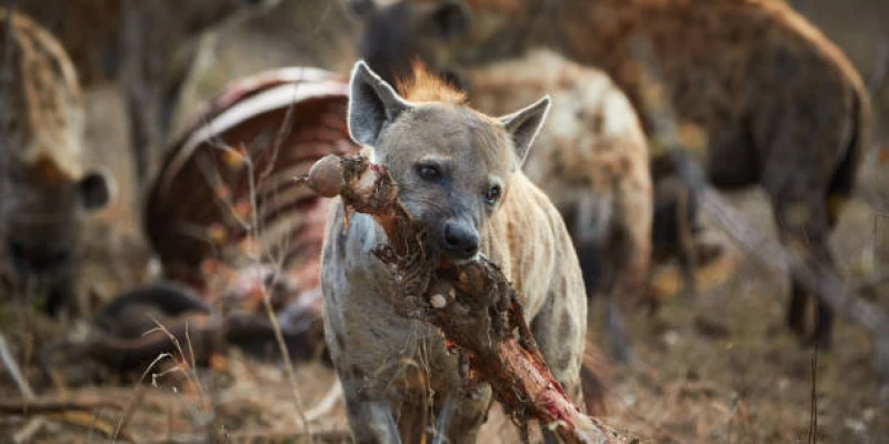 Hyenas — Nature’s Powerful Recyclers