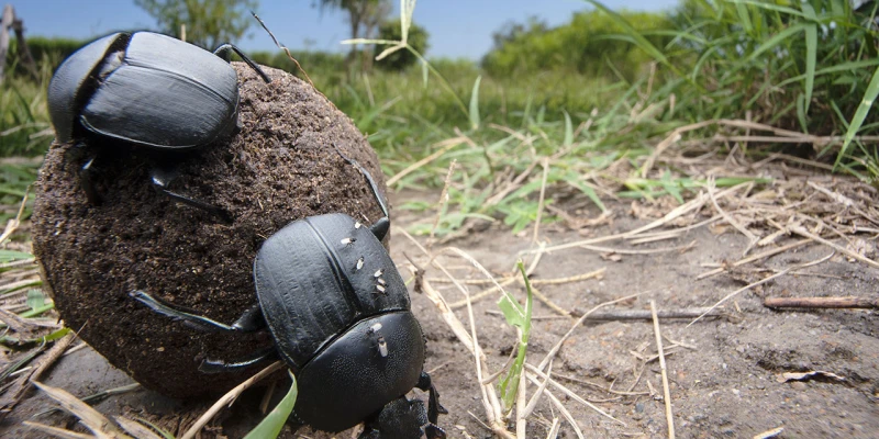 Dung Beetles — The Waste Recyclers