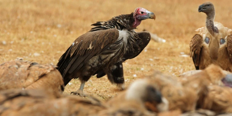 Why the Savanna Needs Its Cleanup Crew