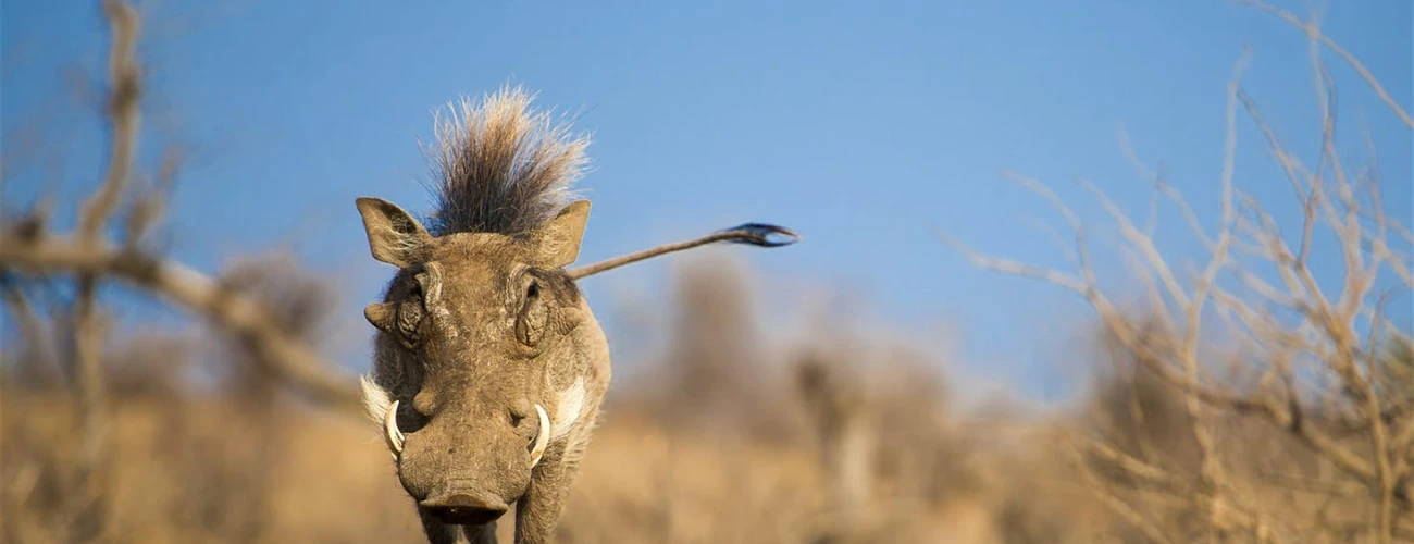 Ugly 5 Animals of Africa: The Fascinating Wildlife You Should Know