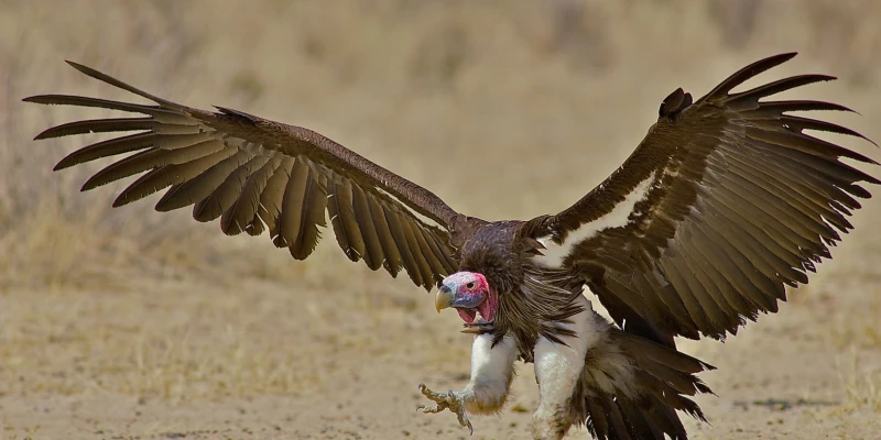 Vulture