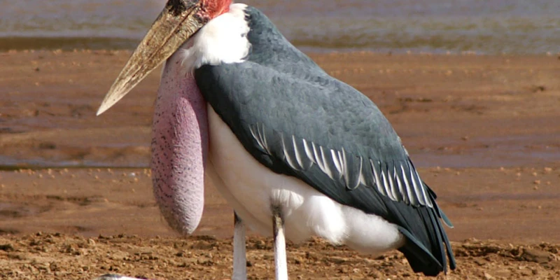 Marabou Stork