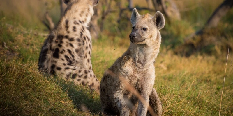 Hyena