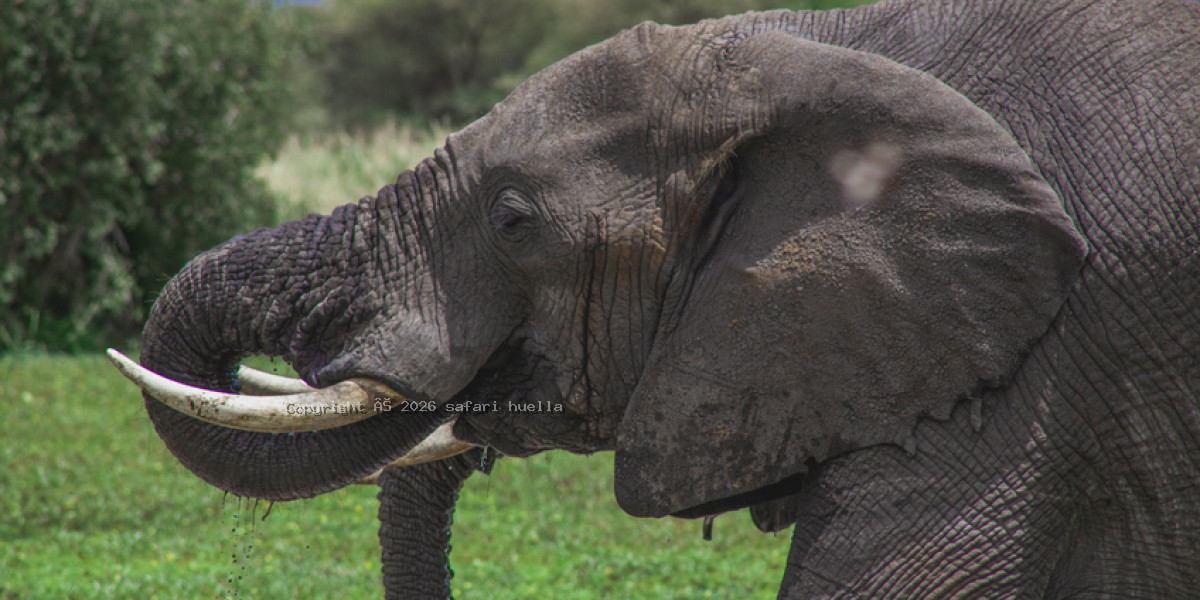 Tarangire National Park
