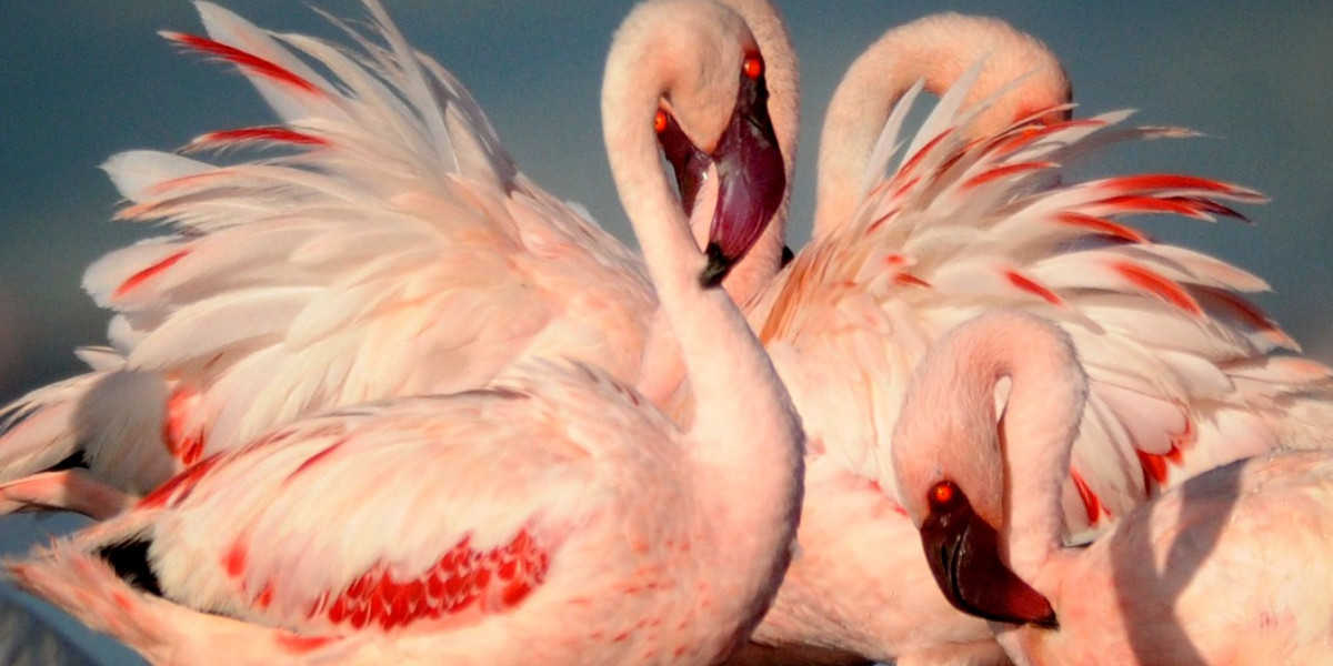 Flamingo