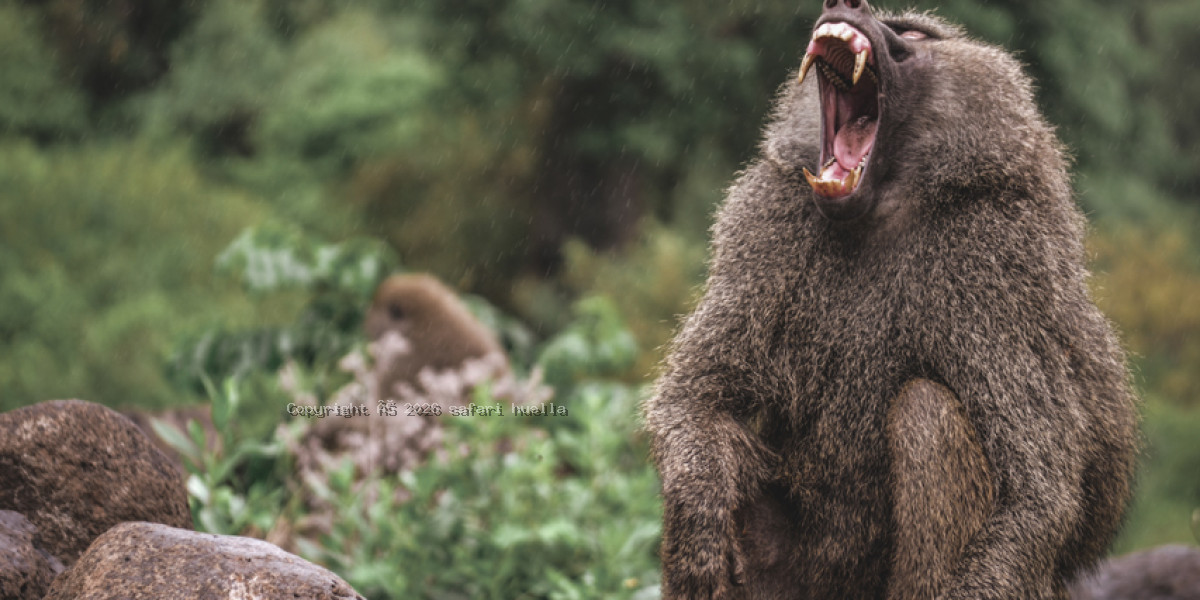 Baboon