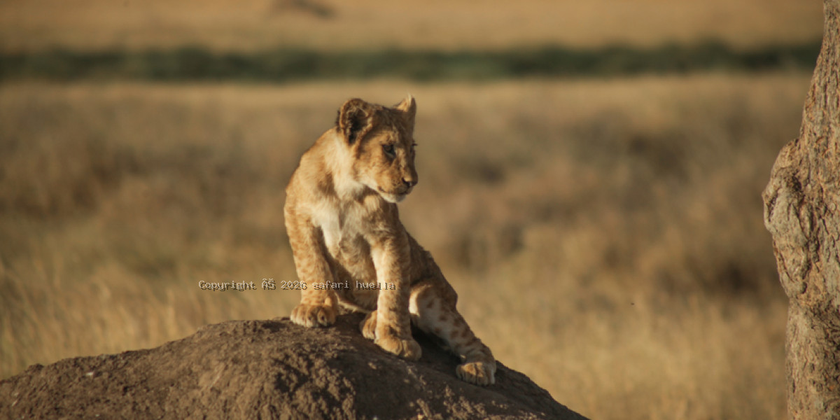Serengeti National Park: Ultimate Safari Destination in Tanzania