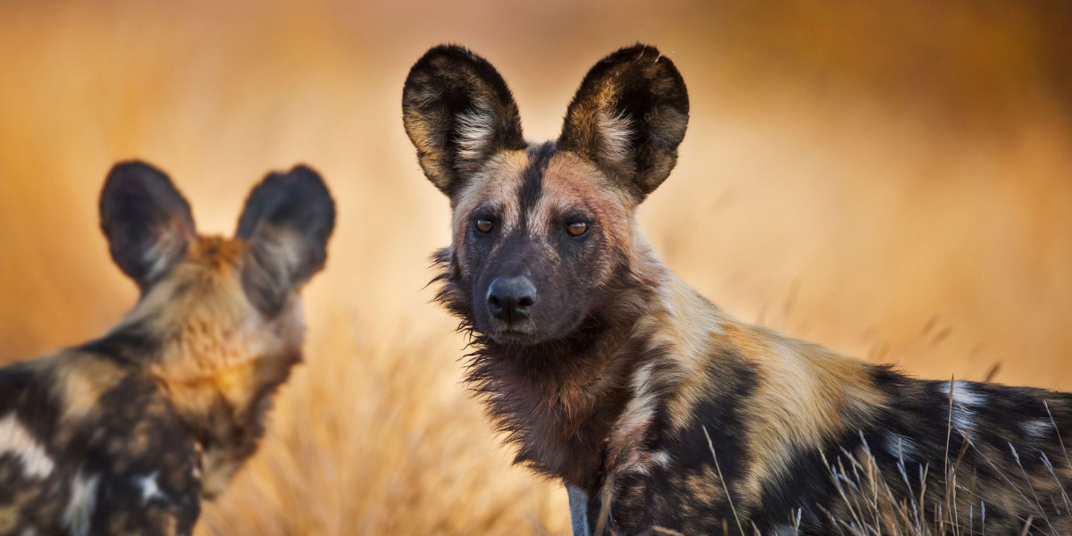 African Wild dog