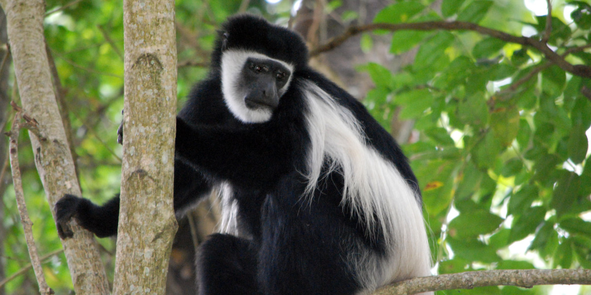 colubus monkey