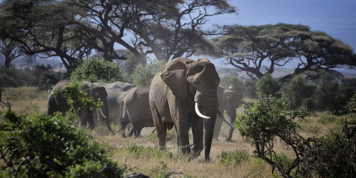Amboseli National Park Elephants with Mount Kilimanjaro
