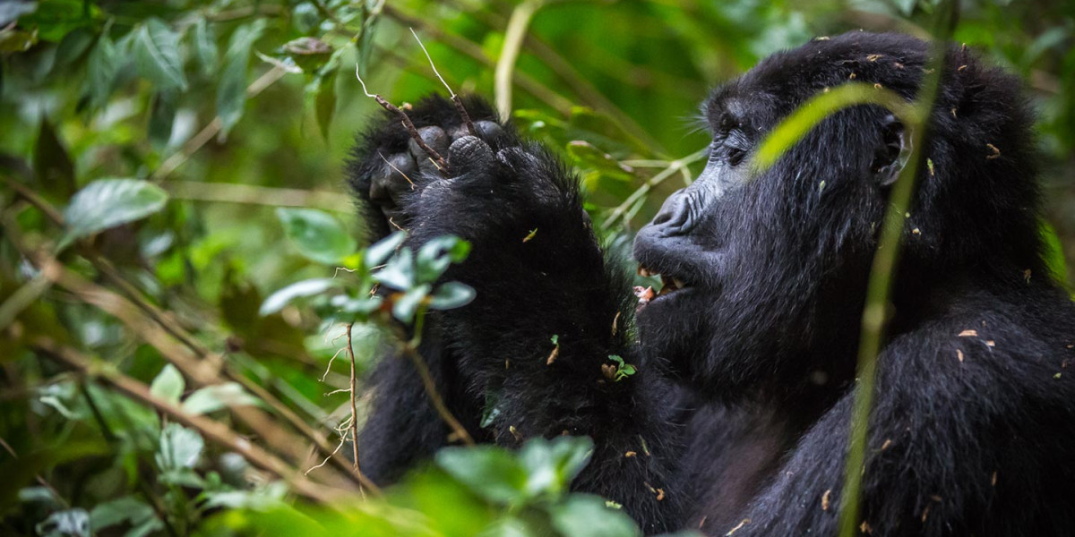 Mountain gorilla trekking in Volcanoes National Park Rwanda